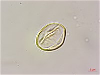 藏品(小花山茉莉)的圖片