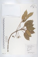 藏品(薯豆)的圖片