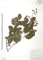 藏品(馬甲子)的圖片