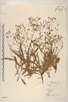 藏品(兔仔菜)的圖片