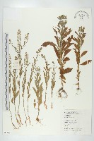 藏品(獨行菜)的圖片