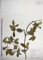 藏品(絡石)的圖片