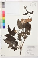 藏品(大花繡球藤)的圖片