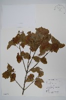 藏品(江西槭)的圖片