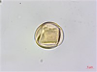 藏品(黃背葉柃木)的圖片