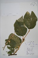藏品(毛花楊桃)的圖片