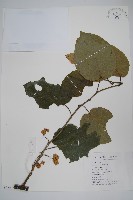 藏品(闊葉獼猴桃)的圖片