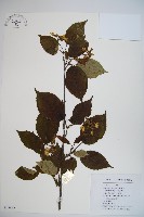 藏品(蝴蝶莢迷)的圖片