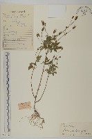 藏品(小花鬼針草)的圖片