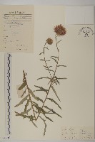 藏品(華薊)的圖片