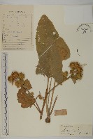 藏品(牛蒡)的圖片