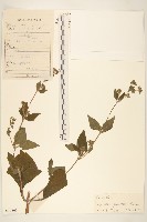 藏品(腺梗豨薟)的圖片