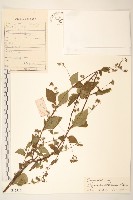 藏品(毛梗豨薟)的圖片