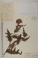 藏品(小薊)的圖片