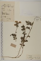 藏品(油菊、野菊)的圖片