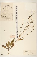 藏品(細葉剪刀股)的圖片