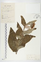 藏品(土木香)的圖片