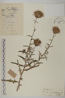 藏品(華薊)的圖片