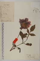 藏品(大麗花)的圖片