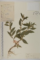 藏品(天名精)的圖片