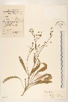 藏品(細葉剪刀股)的圖片