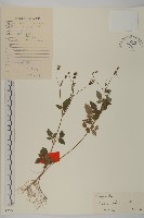 藏品(白花鬼針)的圖片