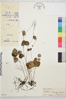 藏品(盾葉唐松草)的圖片