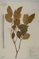 藏品(扶芳藤)的圖片