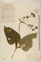 藏品(小油菊)的圖片