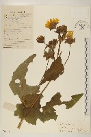 藏品(小油菊)的圖片