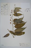 藏品(臺灣土黨參)的圖片