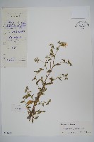 藏品(風鈴草)的圖片