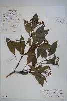 藏品(海南杞李參)的圖片