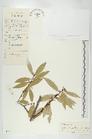 藏品(毛柱胡頹子)的圖片