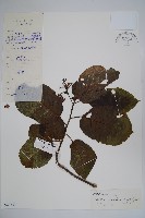 藏品(西南粗糠樹)的圖片