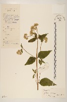 藏品(華澤蘭)的圖片