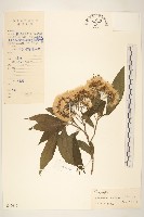 藏品(展枝斑鳩菊)的圖片