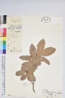 藏品(南燭)的圖片