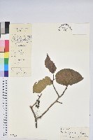 藏品(團葉南燭)的圖片