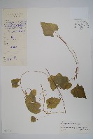 藏品(大花金錢豹)的圖片