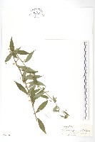 藏品(秋分草)的圖片