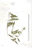 藏品(秋分草)的圖片