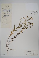 藏品(風鈴草)的圖片