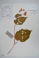 藏品(中華秋海棠)的圖片