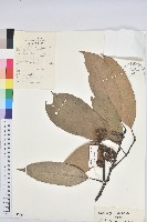 藏品(紅勾栲)的圖片