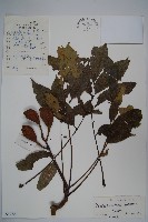 藏品(鐘萼木)的圖片