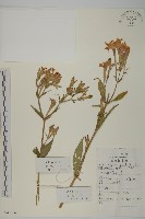 藏品(剪秋羅、剪秋紗、漢宮秋)的圖片