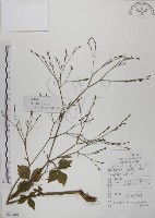 藏品(鴨兒芹)的圖片