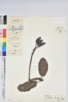 藏品(大白杜鵑)的圖片