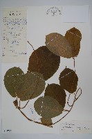 藏品(紅肉牛奶菜)的圖片